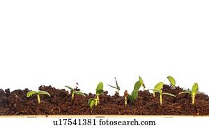 Plant seedlings.