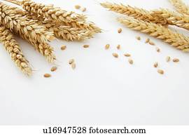 Wheat against a white background.