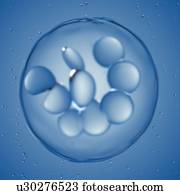 Illustration of a megakaryocyte.