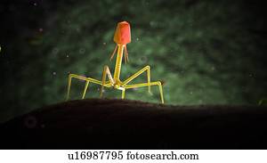 Illustration of bacteriophage.