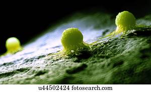 ilustração, de, um, câncer, cell.