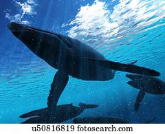 ilustração, de, um, humpback, whale.