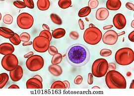 Blut Nach Analaex Blut Nach Analaex