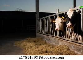 Cows in pen open to fresh air and light, Wyns, Friesland, Netherlands