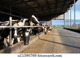 Cows in pen open to fresh air and light, Wyns, Friesland, Netherlands