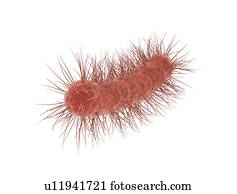 E Coli バクテリア イラスト 画像コレクション U Fotosearch