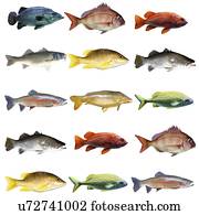 Fish chart