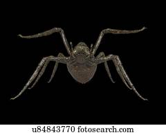 Illustration of a spider