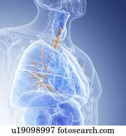 Illustration of the bronchi