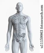 ilustração, de, a, esqueleto