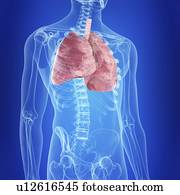 ilustração, de, a, human, pulmões