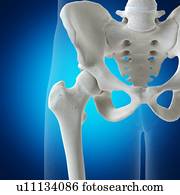 ilustração, de, a, junção hip