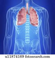 ilustração, de, a, pulmões