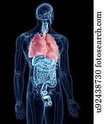 ilustração, de, a, pulmões