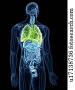 ilustração, de, a, pulmões