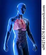 ilustração, de, a, pulmões