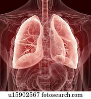 ilustração, de, a, pulmões