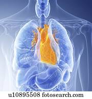 ilustração, de, coração