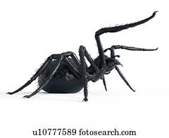 ilustração, de, um, aranha