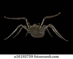 ilustração, de, um, aranha