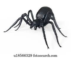 ilustração, de, um, aranha