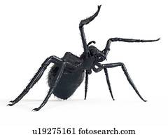 ilustração, de, um, aranha