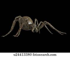 ilustração, de, um, aranha