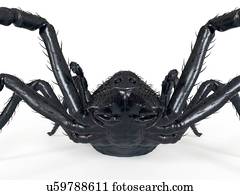 ilustração, de, um, aranha