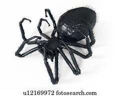 ilustração, de, um, aranha