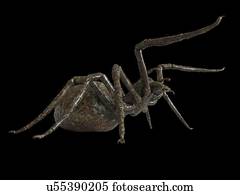 ilustração, de, um, aranha