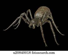 ilustração, de, um, aranha