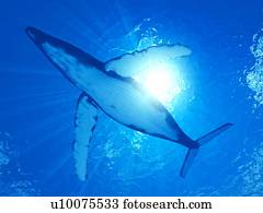 ilustração, de, um, baleia humpback