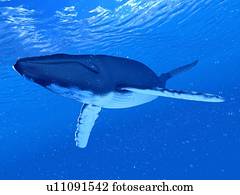 ilustração, de, um, baleia humpback