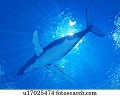 ilustração, de, um, baleia humpback