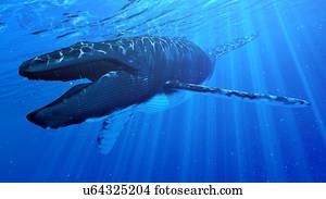 ilustração, de, um, baleia humpback