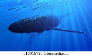 ilustração, de, um, baleia humpback