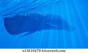 ilustração, de, um, cachalote