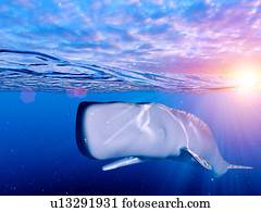 ilustração, de, um, cachalote