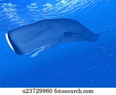 ilustração, de, um, cachalote