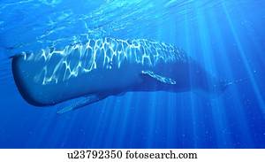 ilustração, de, um, cachalote