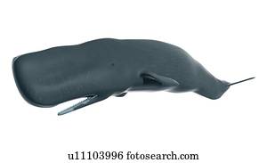 ilustração, de, um, cachalote