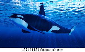 ilustração, de, um, espada, baleia