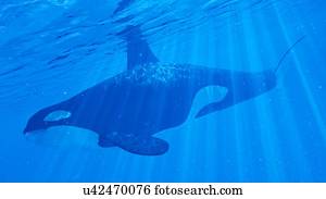 ilustração, de, um, espada, baleia