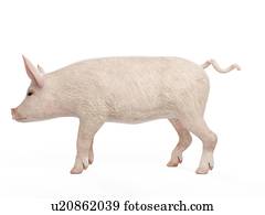 ilustração, de, um, porca