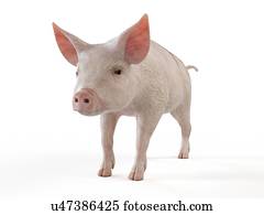 ilustração, de, um, porca