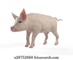 ilustração, de, um, porca