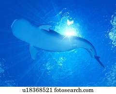 ilustração, de, um, tubarão baleia