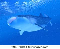 ilustração, de, um, tubarão baleia