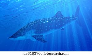 ilustração, de, um, tubarão baleia