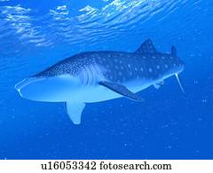 ilustração, de, um, tubarão baleia